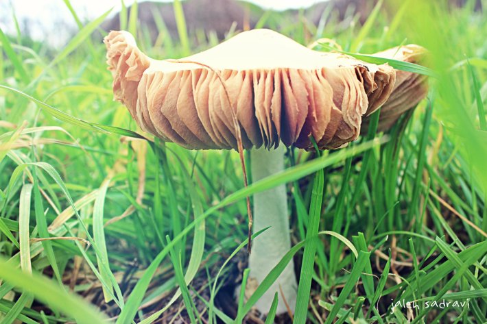 mushroom king